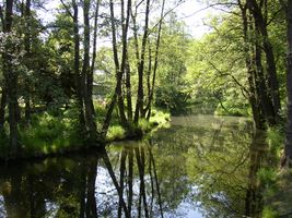 Botič 1 - Petrovice - květen 2005.jpg